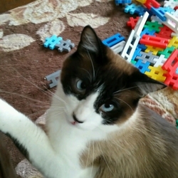 「久々にオモチャを持ってきた たぬ君」サムネイル2