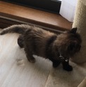 もふもふちゃんの里親募集
