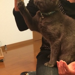 「太猫 〜母がはまりました！〜」サムネイル2