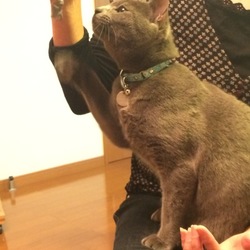 「太猫 〜母がはまりました！〜」サムネイル3