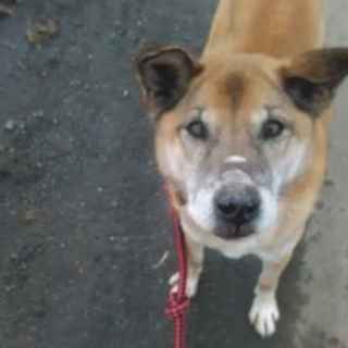 里親さん決定ありがとう！シェパード系mixマモル君