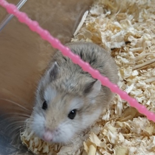 ロボロフスキー 里親募集中