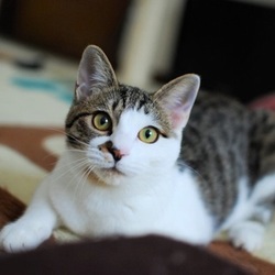 春だニャン！猫の譲渡会