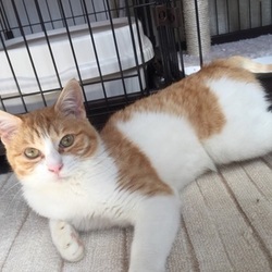 春だニャン！猫の譲渡会 サムネイル2