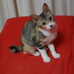 春だニャン！猫の譲渡会 サムネイル3