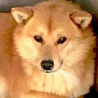 緊急！優しいコンちゃん里親募集！