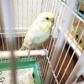 セキセイインコ 一旦停止します