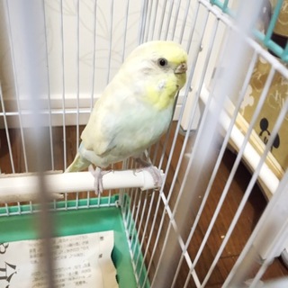 セキセイインコ 一旦停止します