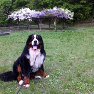 優しくて大きな甘えん坊です。