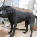 ■黒ラブ2歳3か月■優しい女の子■血統書あり
