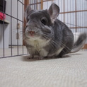 チンチラ バイオレット 女の子＊