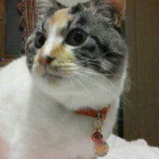 里親を希望します。