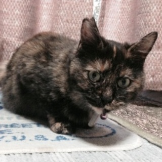 みやのちゃん　人なれしてる女の子です