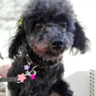 旗くん　トイプードルの男の子