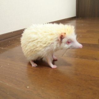 白いハリネズミ