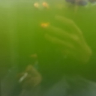 メダカ、タナゴ、アルビノドジョウ里親募集