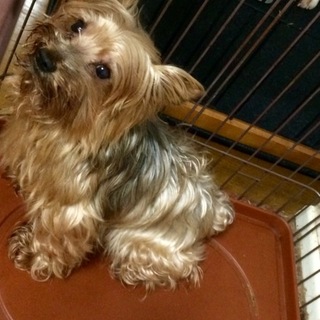 ヨークシャテリア オス