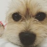 てぃあらtan
