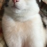 胸毛(*´艸`)