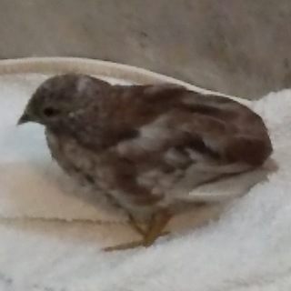 姫うずら(チョコ)孵化後約４０日