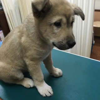 雑種4か月ぐらい大きい男の子