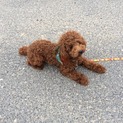 トイプードル♂