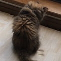 もふもふちゃん