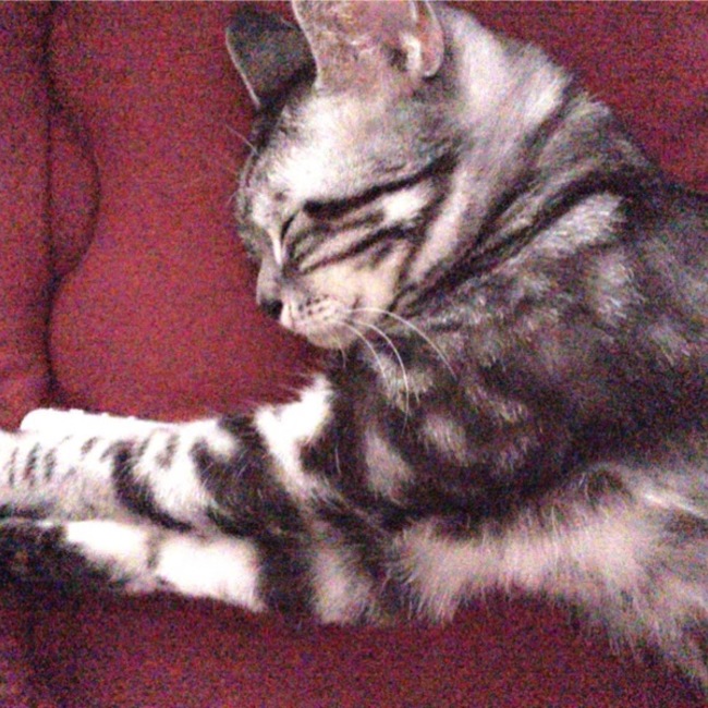 ルナルナ1のカバー写真
