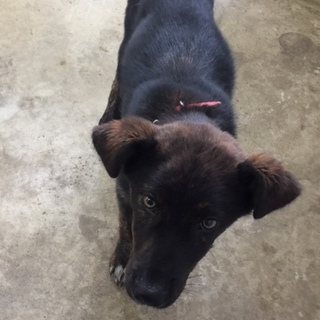 殺処分のこの子の命を助けてください