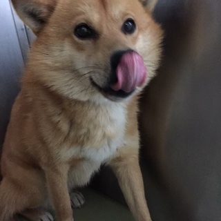 可愛い性格の良い子です！