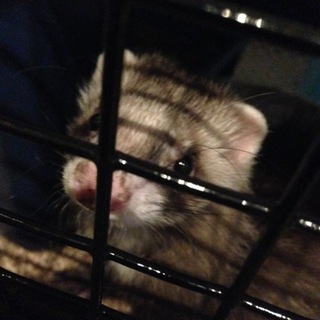 (一旦中断) ロングコートフェレット