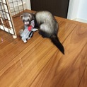 フェレット