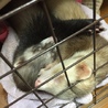 フェレット サムネイル4