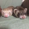 フェレット サムネイル5