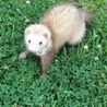 フェレット サムネイル6
