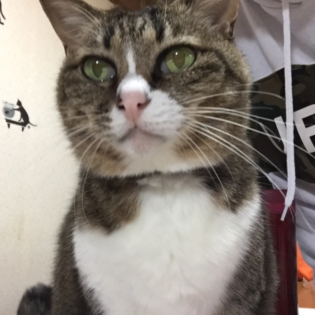 あんな♡にゃんころげのカバー写真