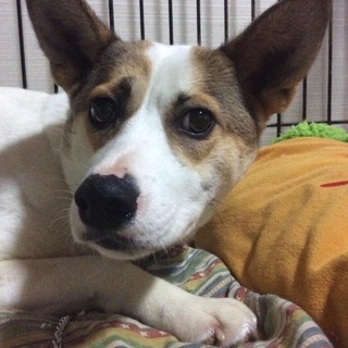 保健所からの預かり   薺（なずな）ちゃん