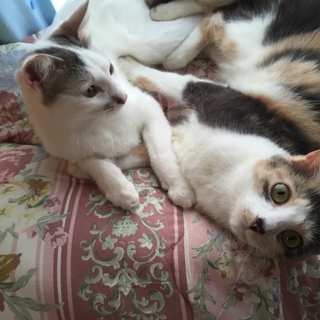 1歳 猫 2匹