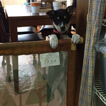 ご飯待ってます2 背が伸びてる！