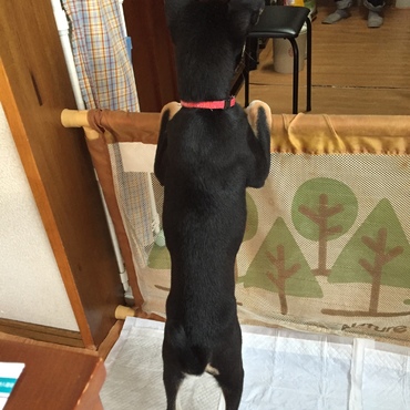 ご飯待ってます3 後ろ姿