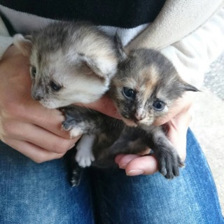 生後2週間の子猫