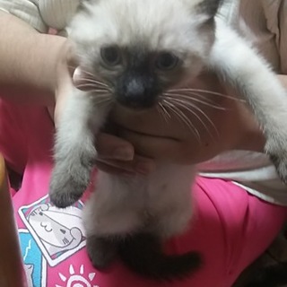 【里親決定】多数のご応募ありがとうございます！