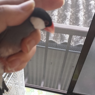 有難うございました。里親様が見つかりました。