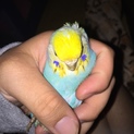 セキセイインコ5羽里親様募集