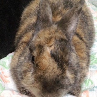 可愛いがって下さい