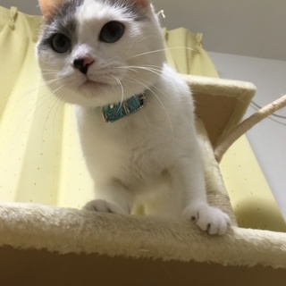 Mixメス猫4歳の里親募集！