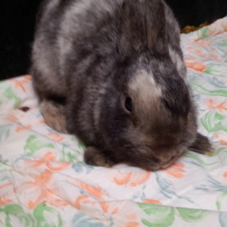 可愛いがって下さい。