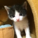 子猫の里親探し！できれば兄弟で、、、