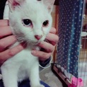 白猫オッドアイの男の子