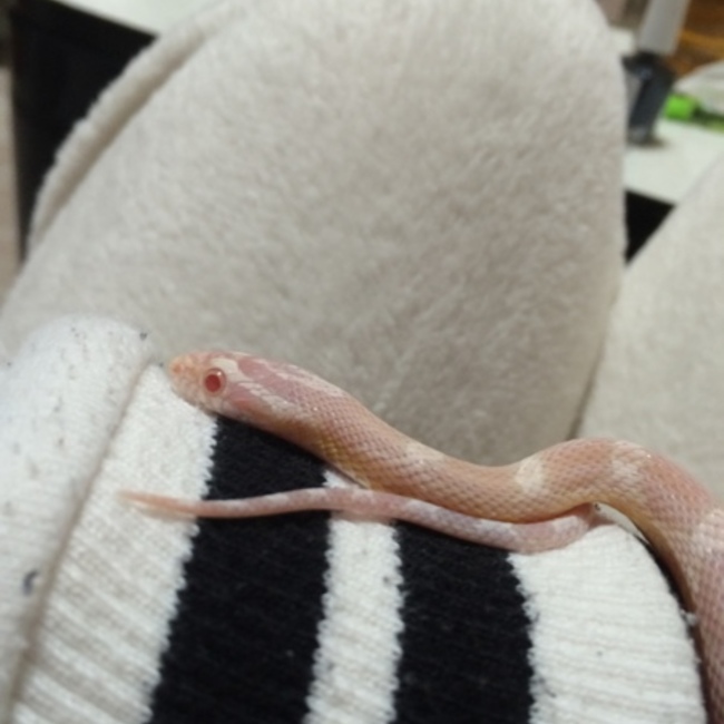 momochaのカバー写真